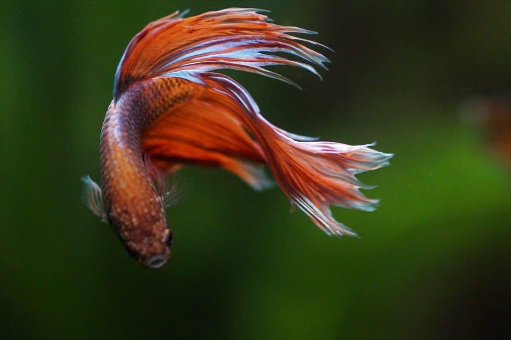 betta, warrior, beta