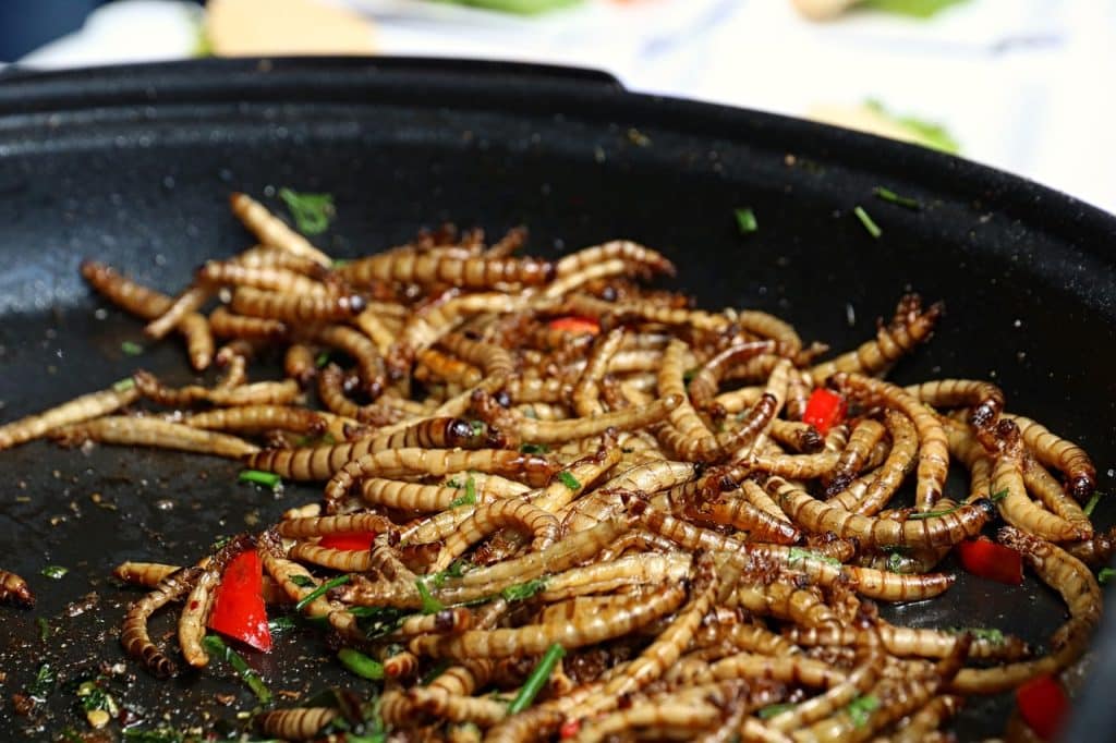 mealworms, food, insect