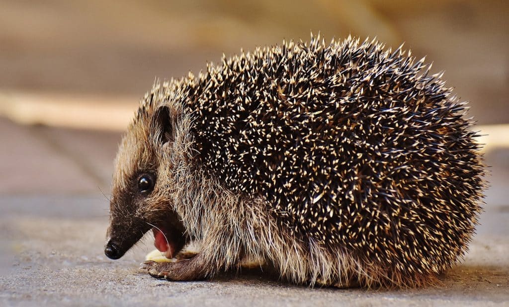 hedgehog child, cute, spur