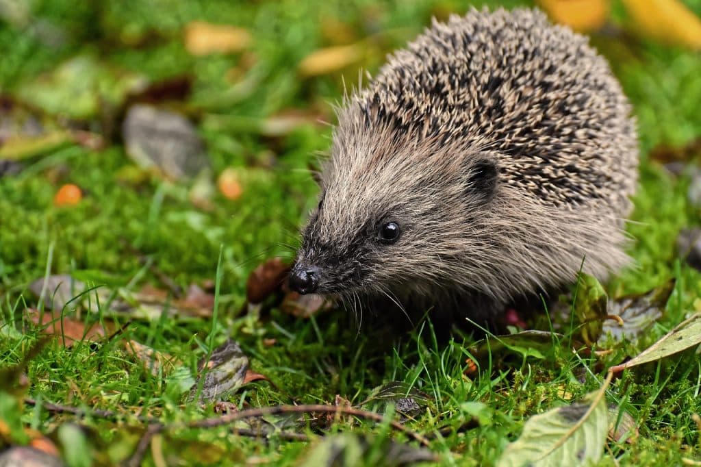 hedgehog, animal, spur