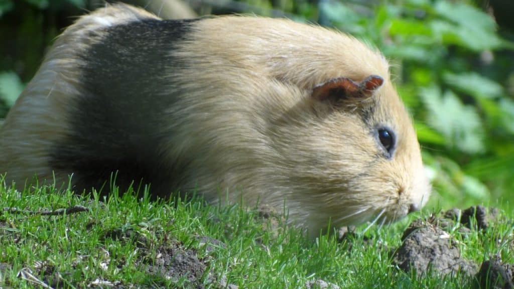 Can Guinea Pigs Consume Asparagus? Here's What You Should Know! Pet