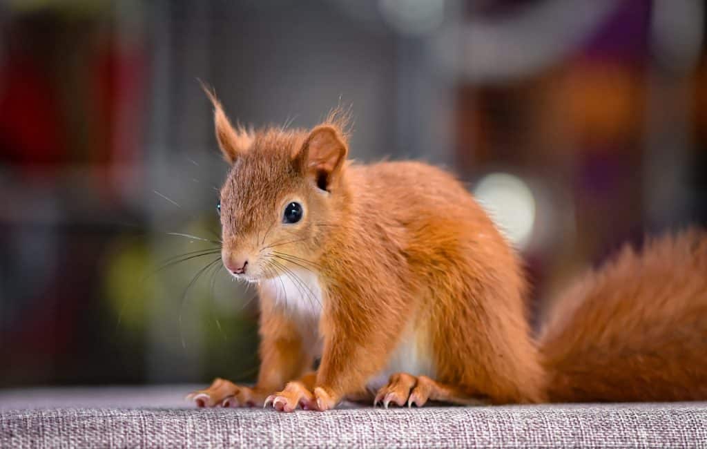 squirrel, cub, small