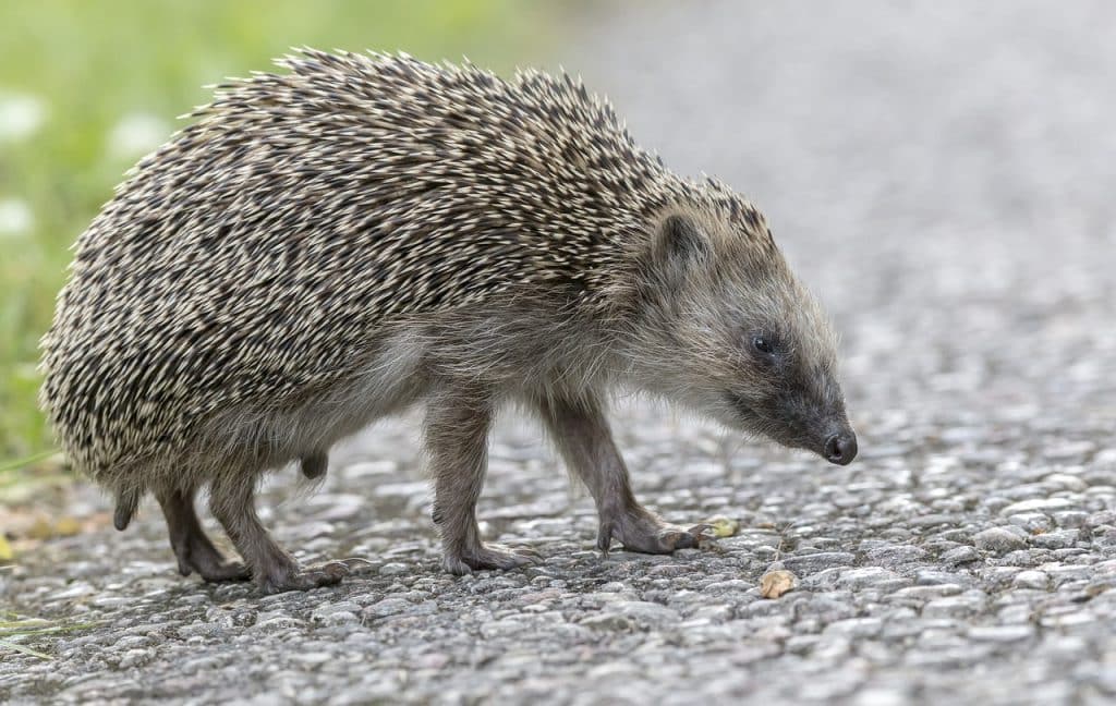 european hedgehog, erinaceus europaeus, autumn