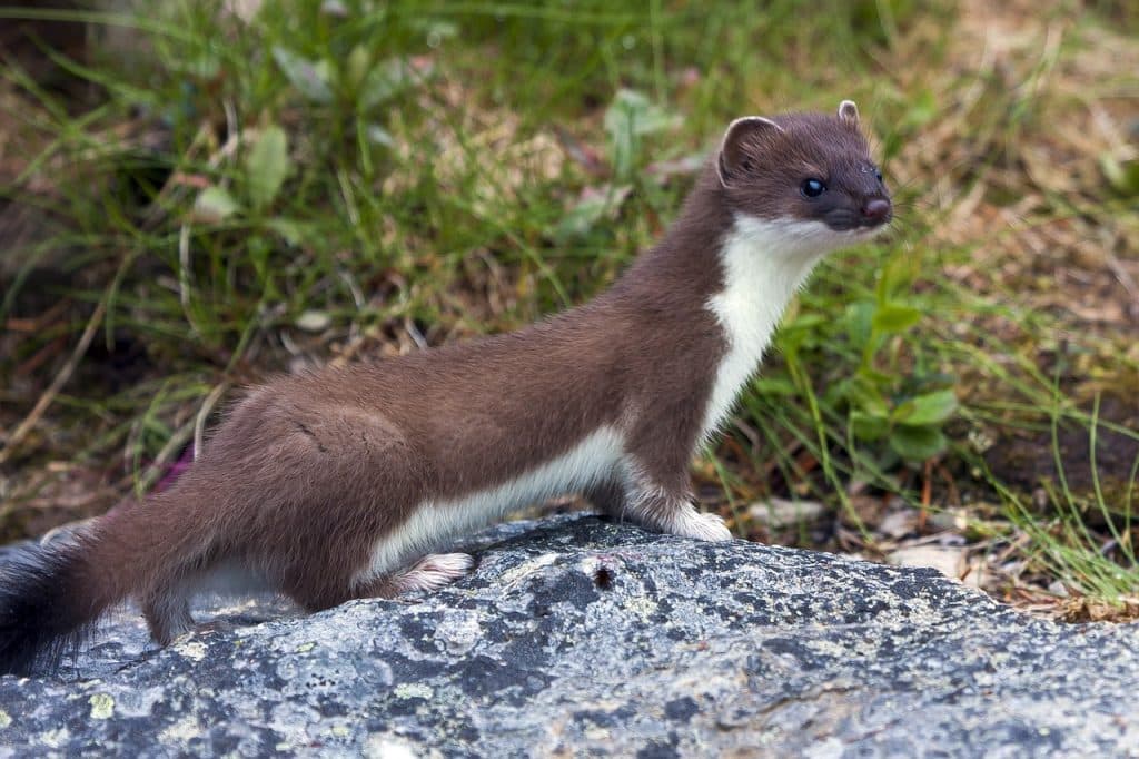 weasel, mammal, stone