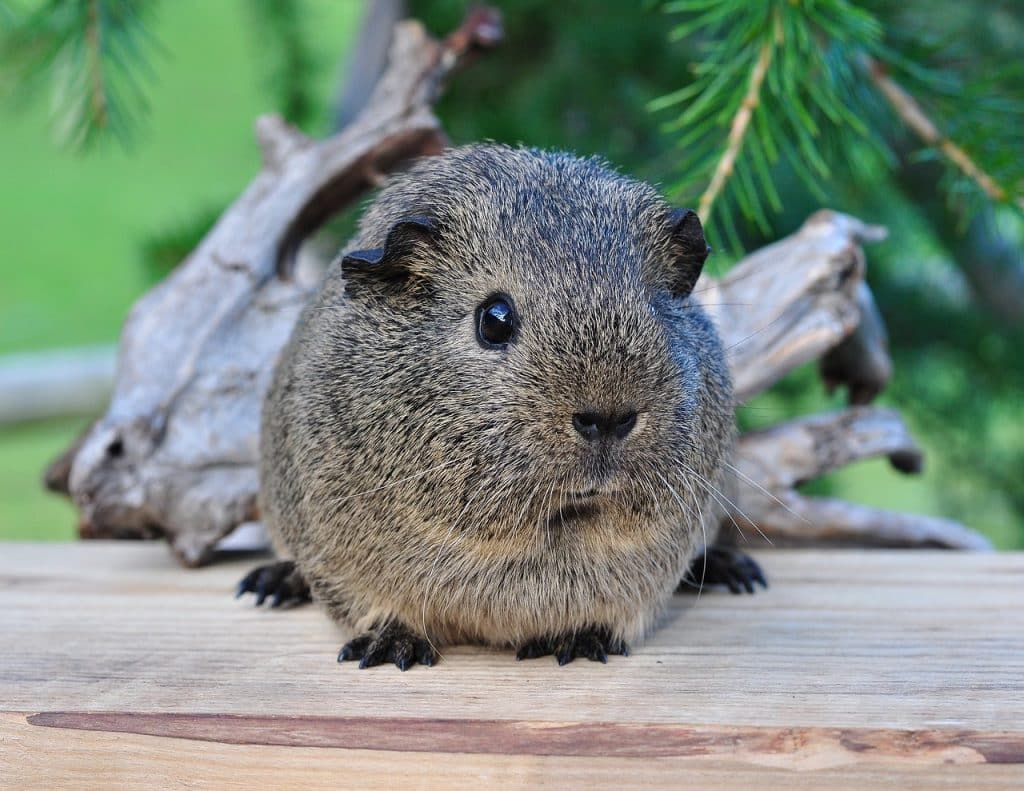 guinea pig, black-cream-agouti, rodent