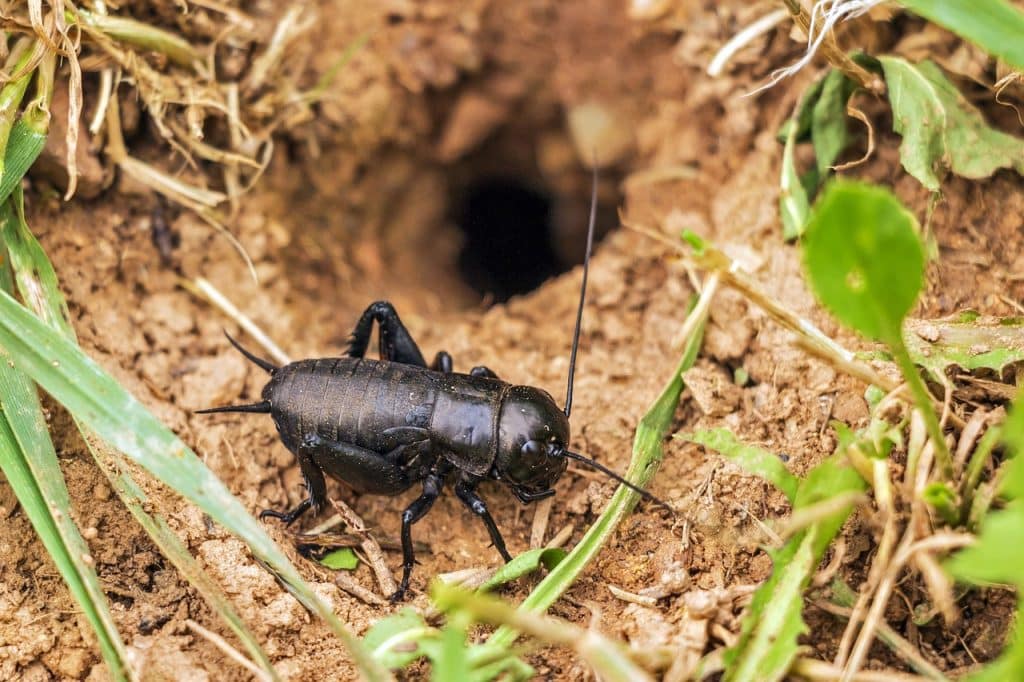 cricket, field cricket, gryllus campestris