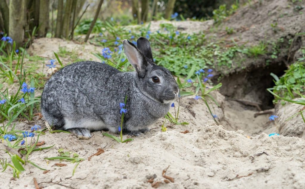 rabbit, rabbits, easter