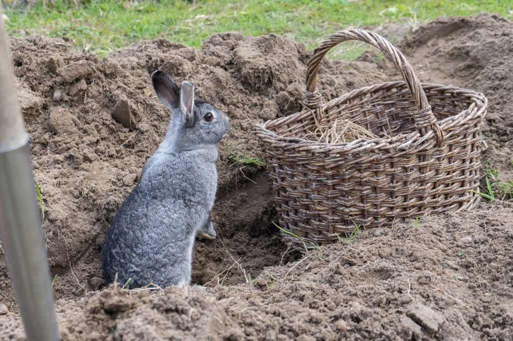 chinchilla rabbit, garden, field