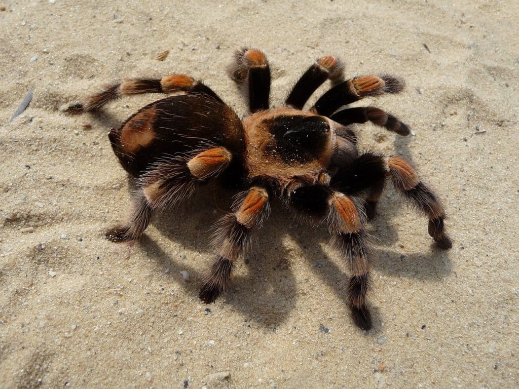 tarantula, brachypelma, red knee poisonous