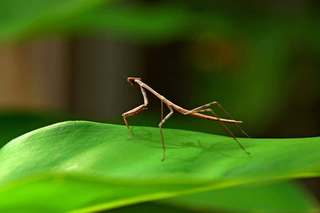 praying mantis, stick insect, bug