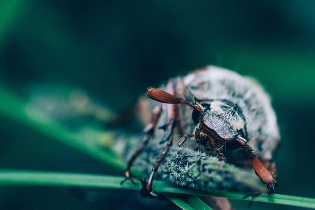 cockchafer, maybug, maybeetle