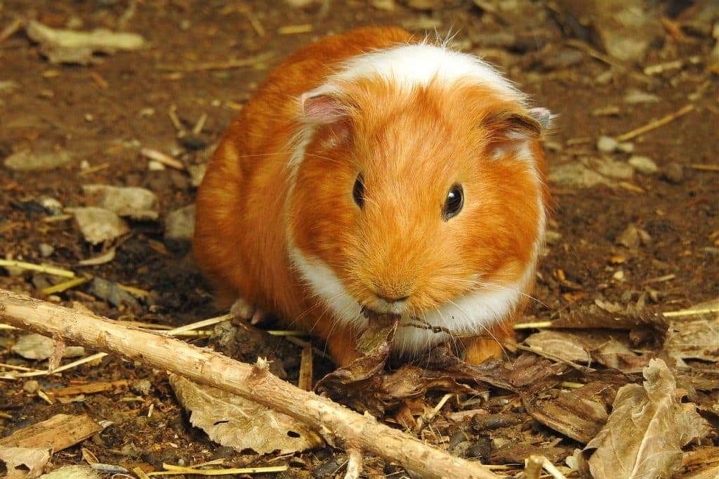 Curated visual reference: Gallery Detail: Can Guinea Pigs Consume Kale Here S What You Should