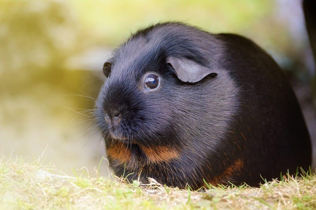 guinea pig, smooth hair, black tan