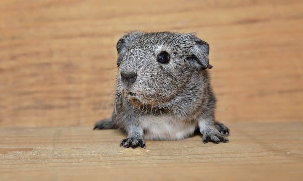 guinea pig, smooth hair, cub