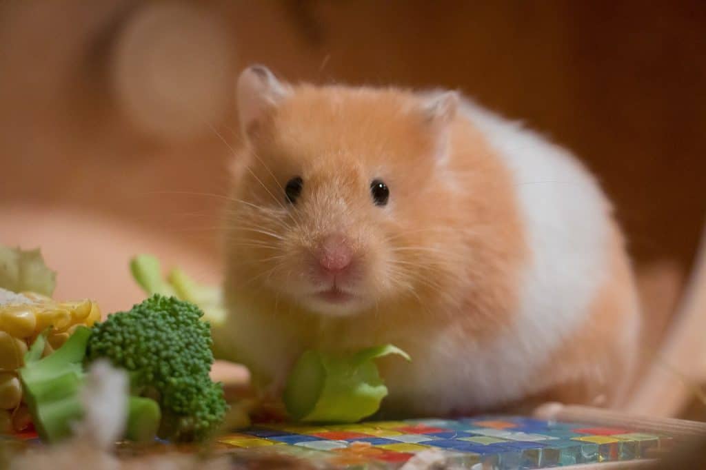 cute, small, portrait-3161014.jpg