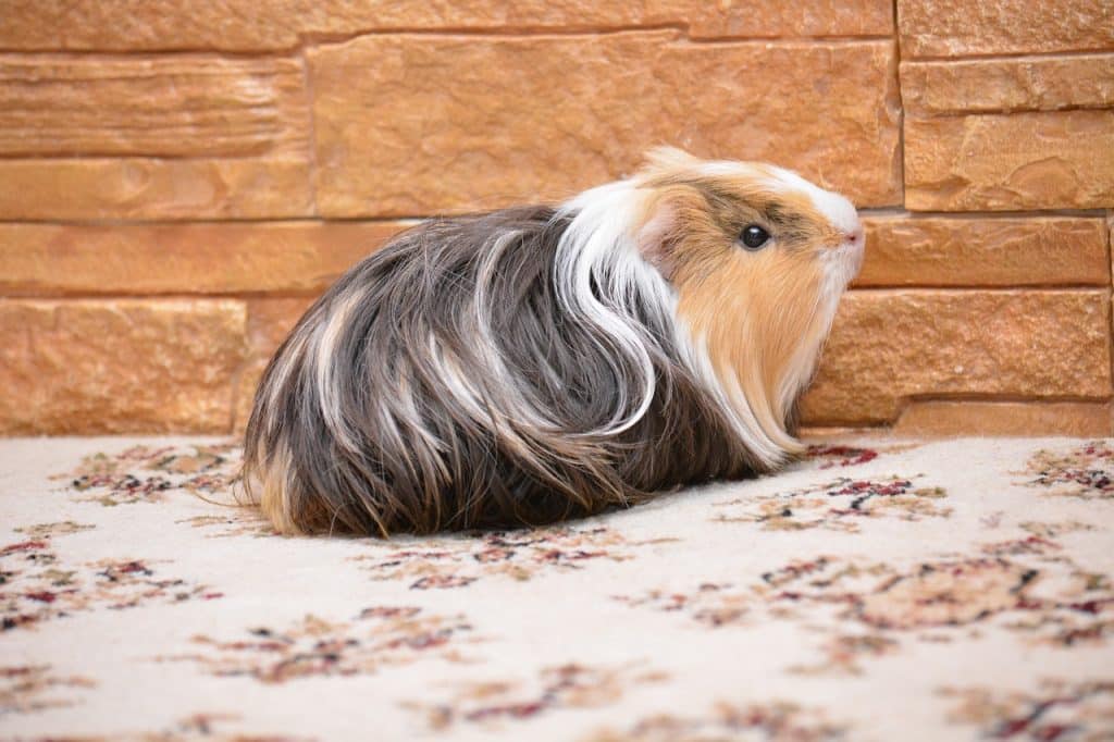 guinea pig, pet, animals-2146091.jpg