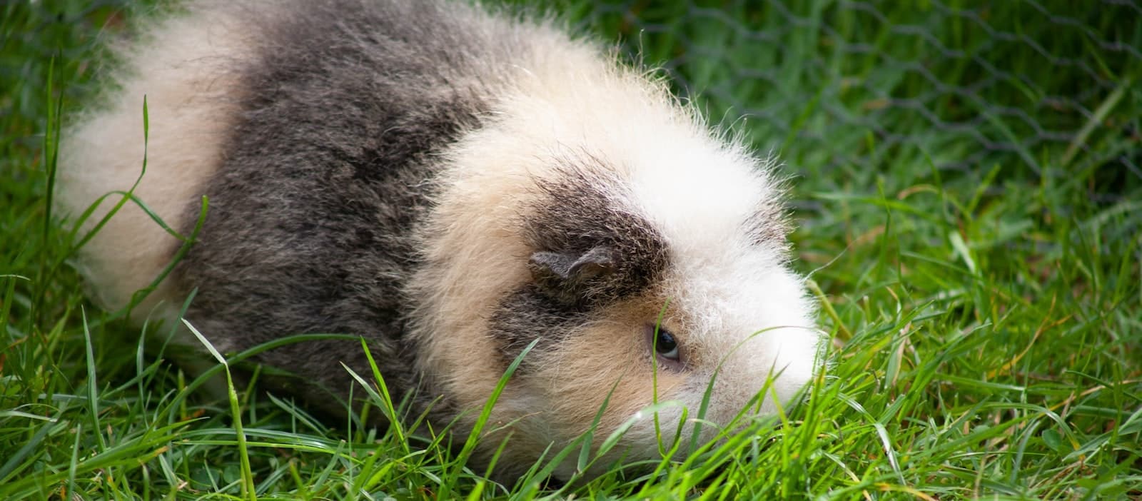 View of What do Guinea Pigs eat? These are the Best Foods to Feed Your Guinea ...