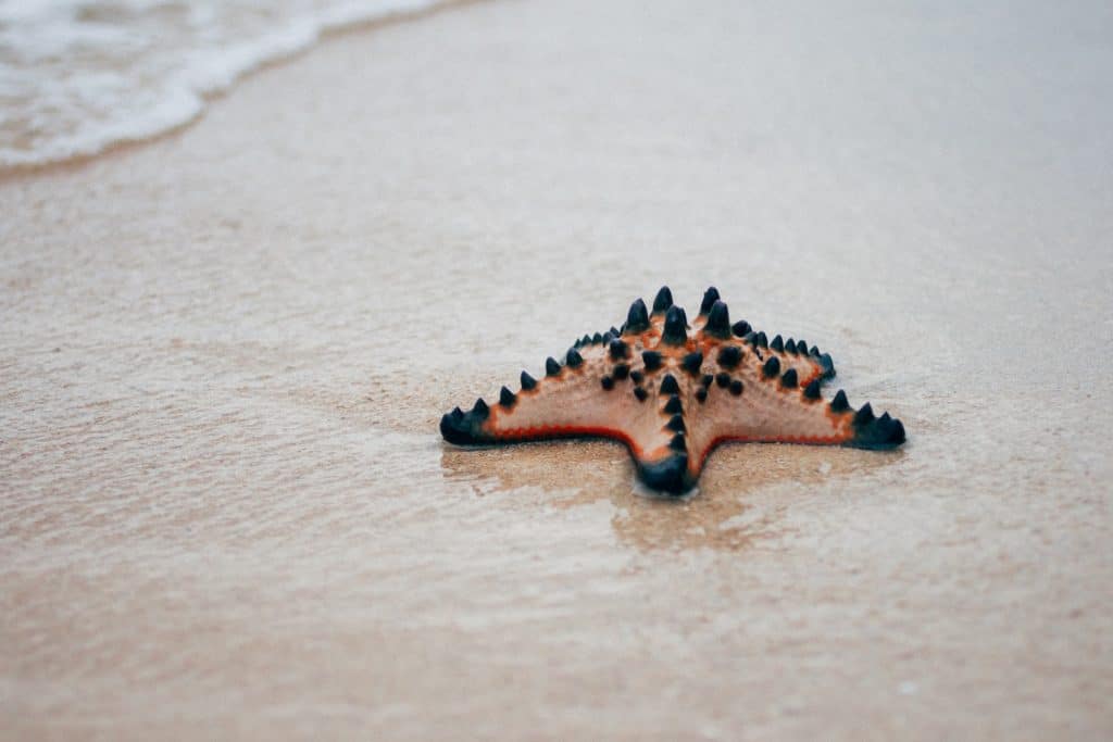 brown starfish on white sand