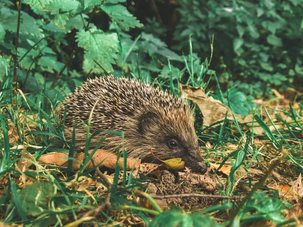 brown animal on green plants