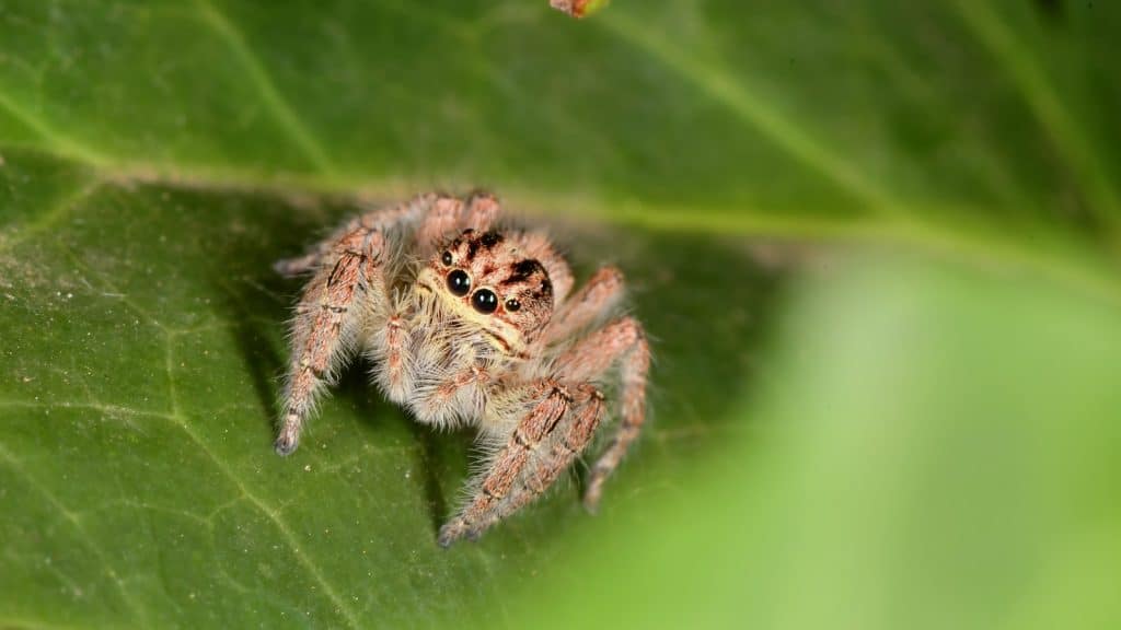 brown jumping spider on green leaf