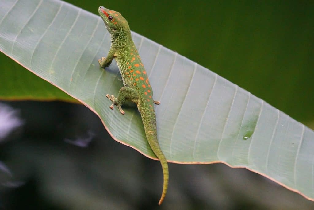 lizard, dandruff, madagascar day gecko