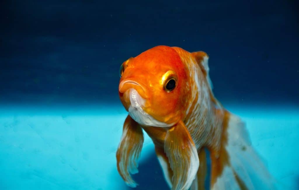 gold, fish, nature