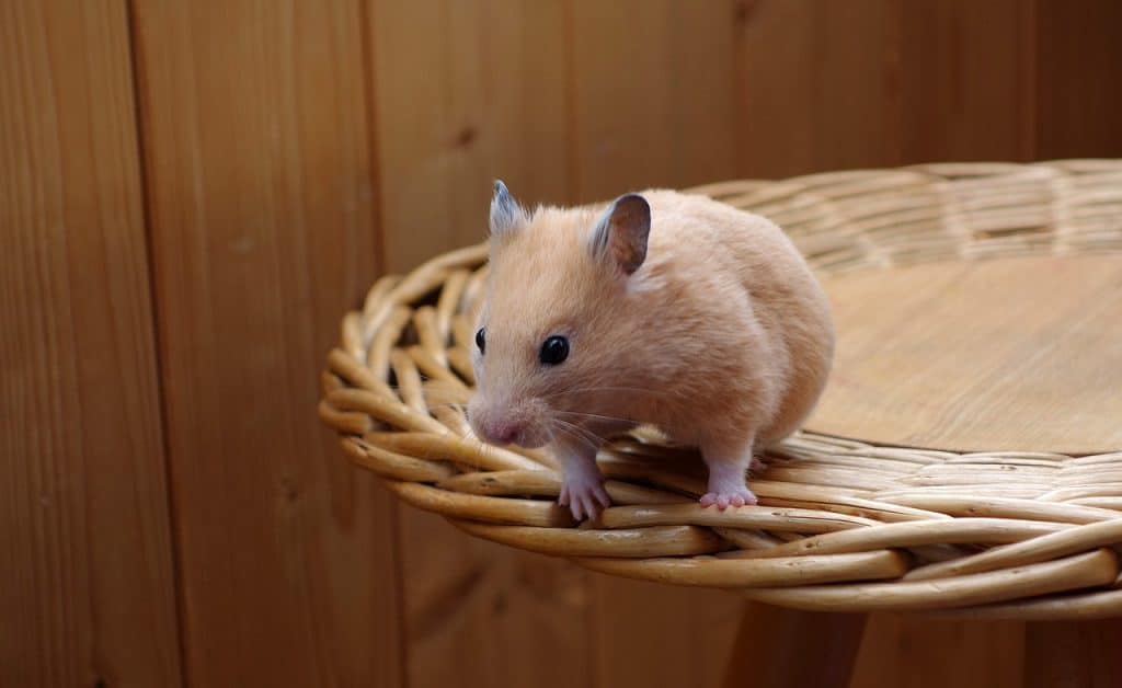 hamster, gold, animal