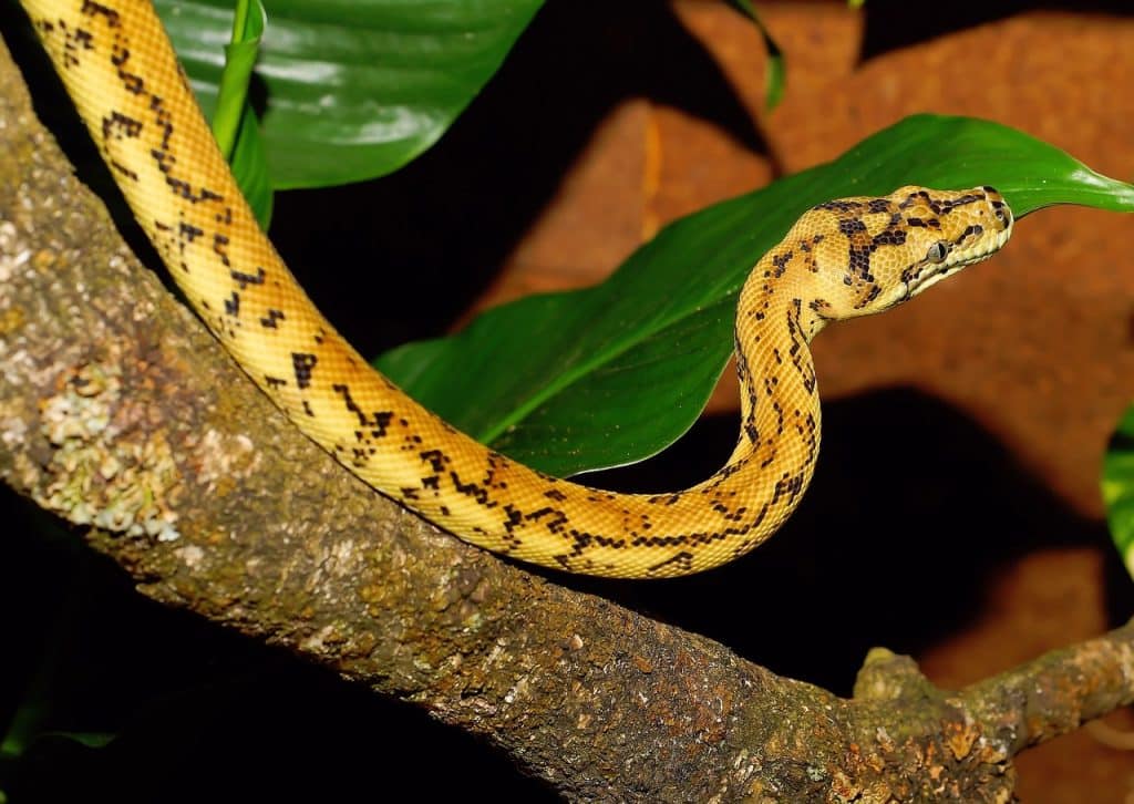 python, line, carpet python