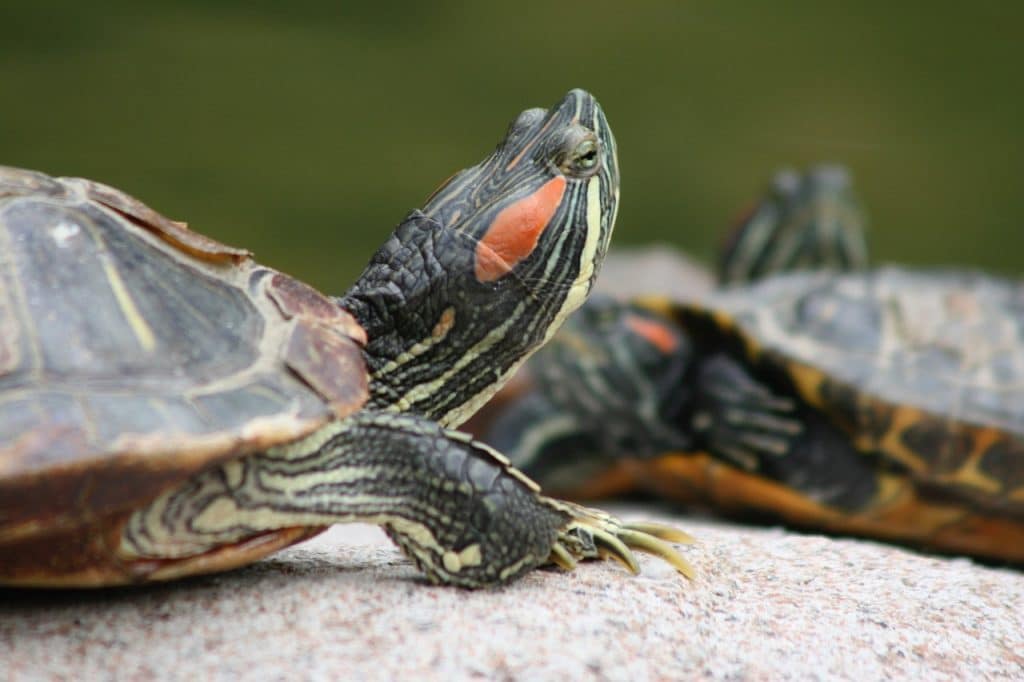 terrapin, neck, head