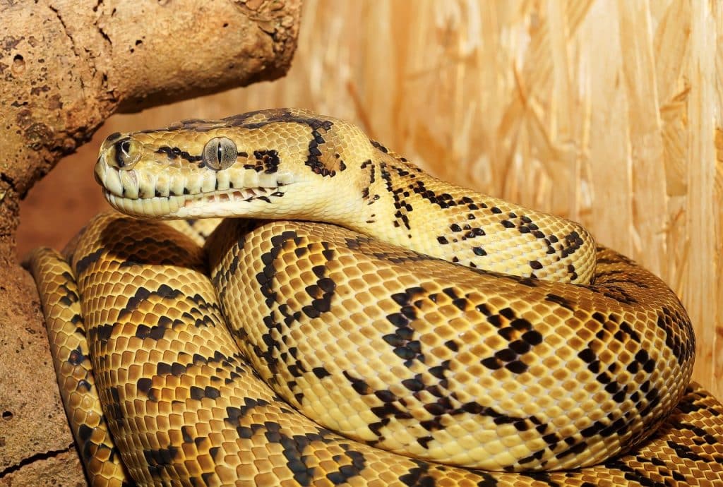 line, python, tree python