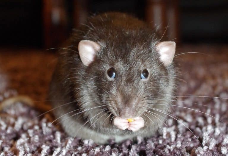 How Much Does it Cost to Get a Rat for a Pet? Updated Guide - Pet Breeezy