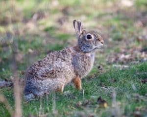 Eastern Cottontail Rabbit: Facts, Behavior & Care Guide - Pet Breeezy