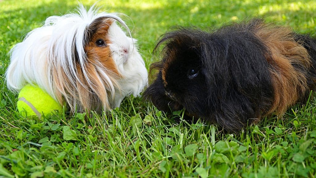 black, white, guinea pig