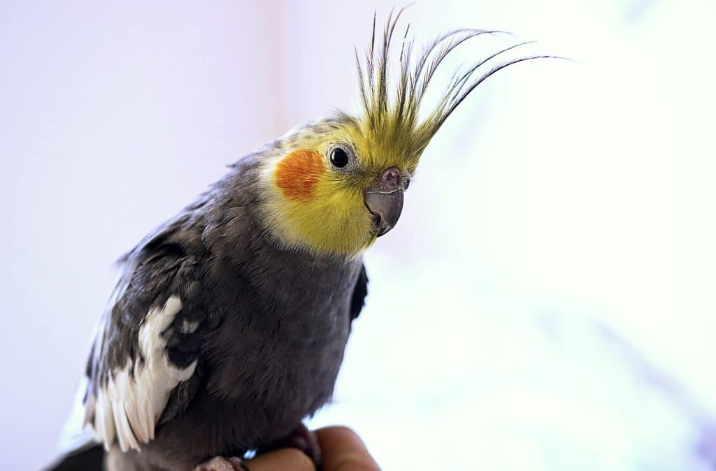 cockatiel, bird, animal