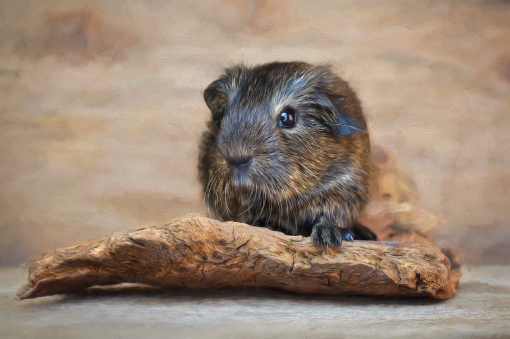 painting, picture, guinea pig