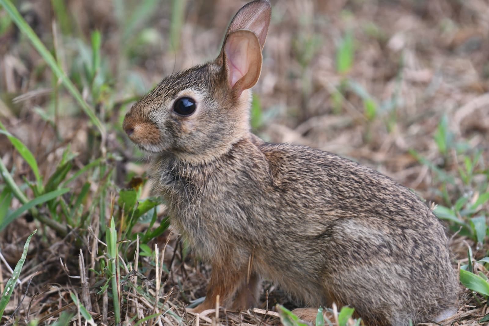 Eastern Cottontail Rabbit: Facts, Behavior & Care Guide - Pet Breeezy