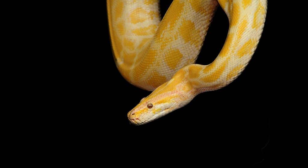snake, python, yellow python