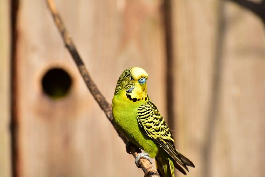 budgie, green, bird