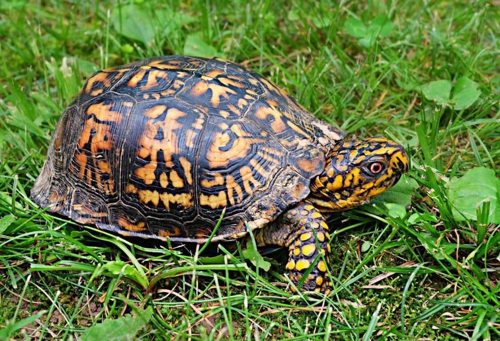 box turtle, wildlife, animal