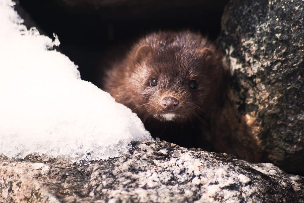 mink, animal, wildlife