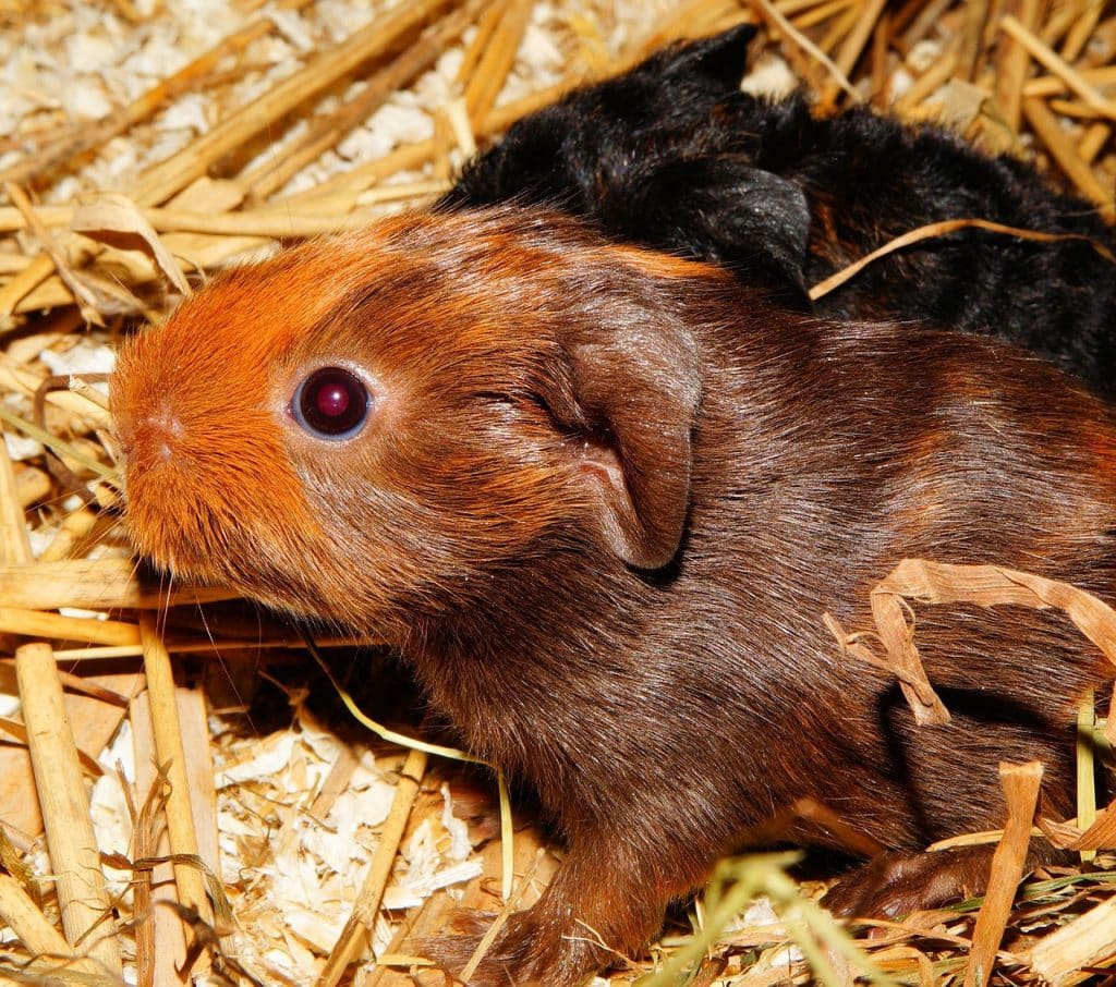 guinea pig, young animals, half a day old