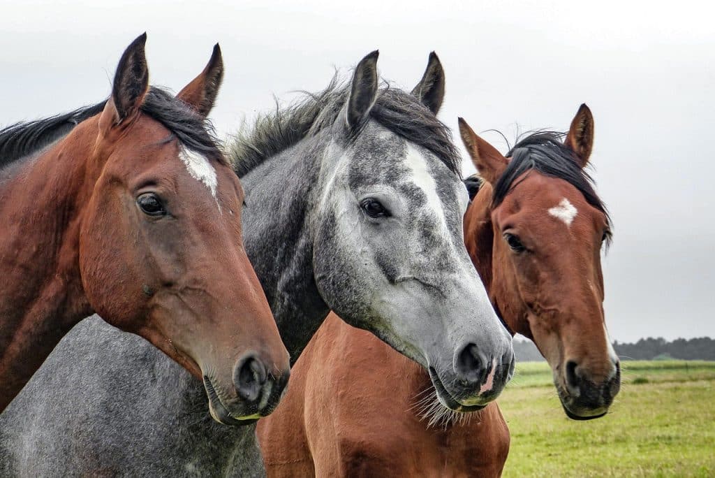 horses, horse heads, heads