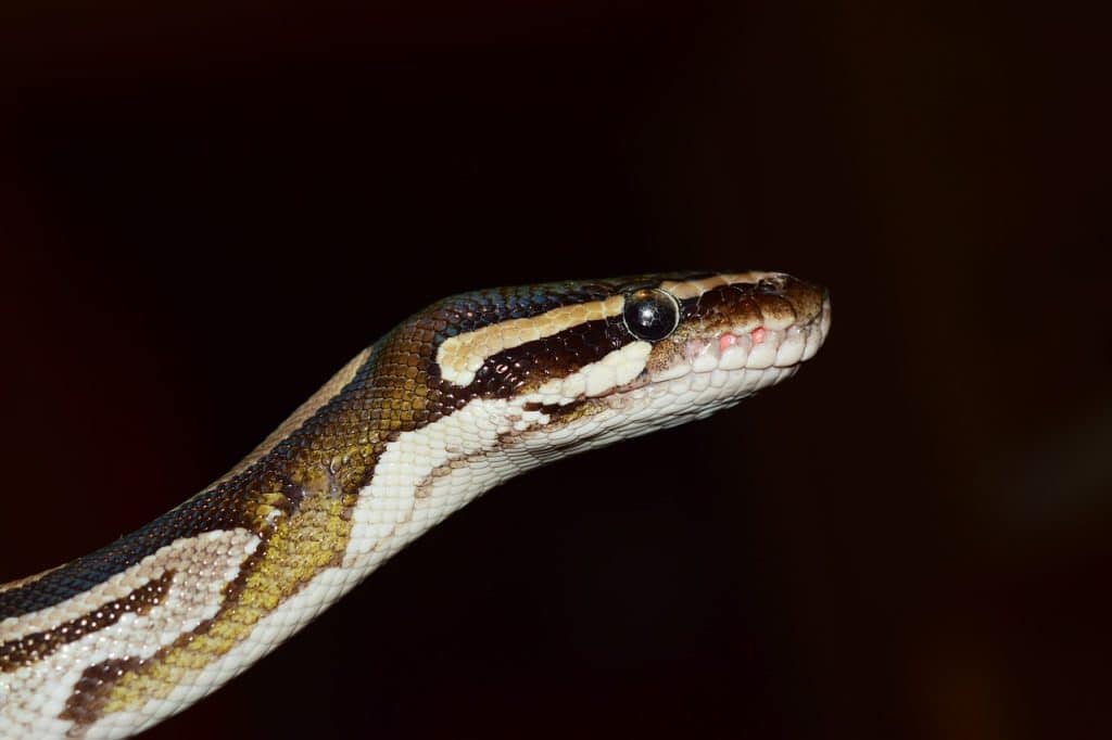 line, ball python, python regius