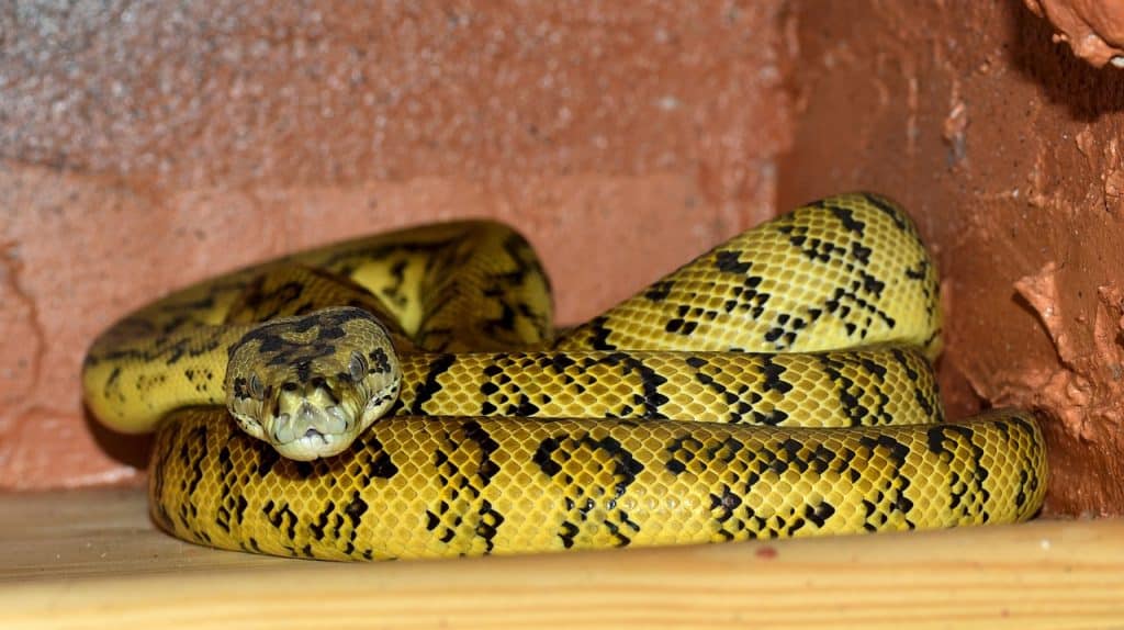 line, curled up, yellow black