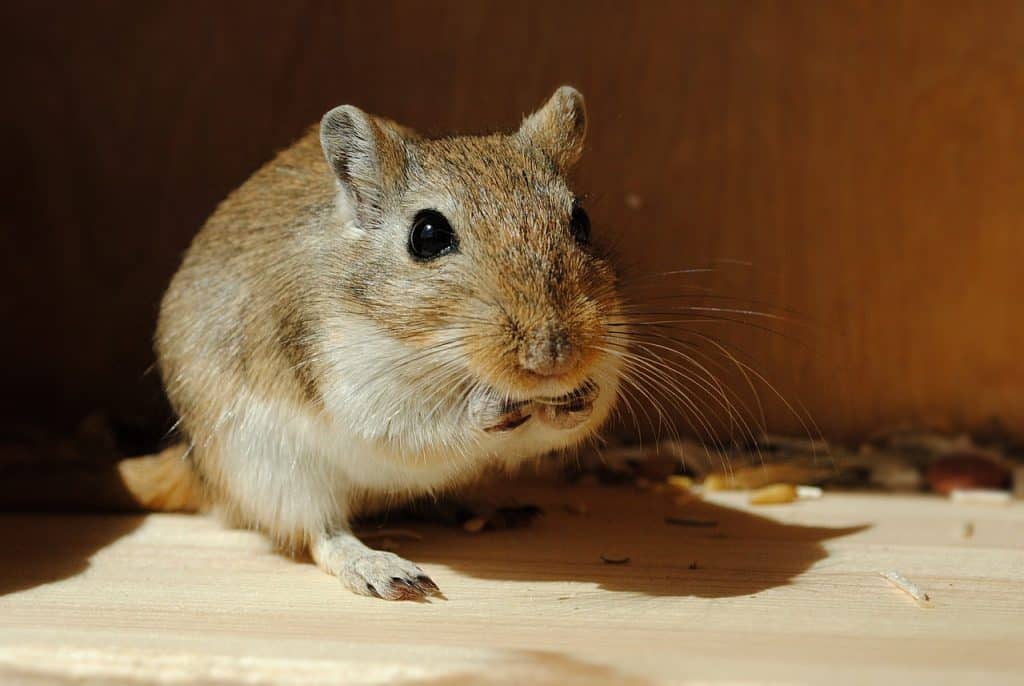 domestic animal, rodent, gerbil