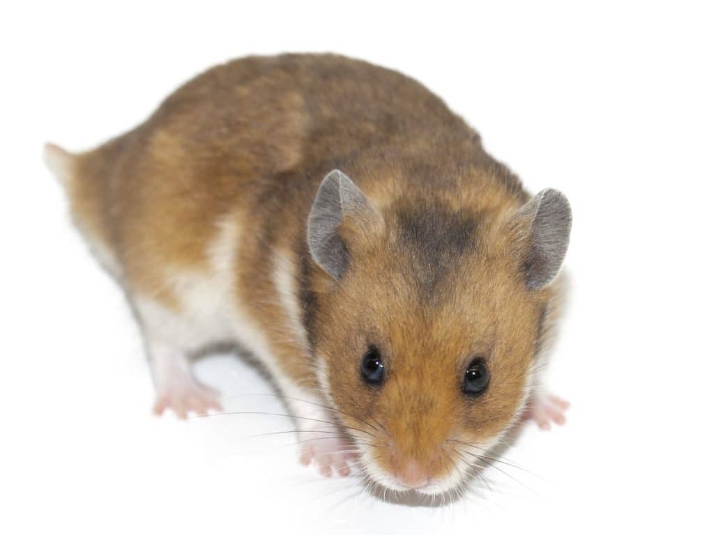 hamster, rodent, animal