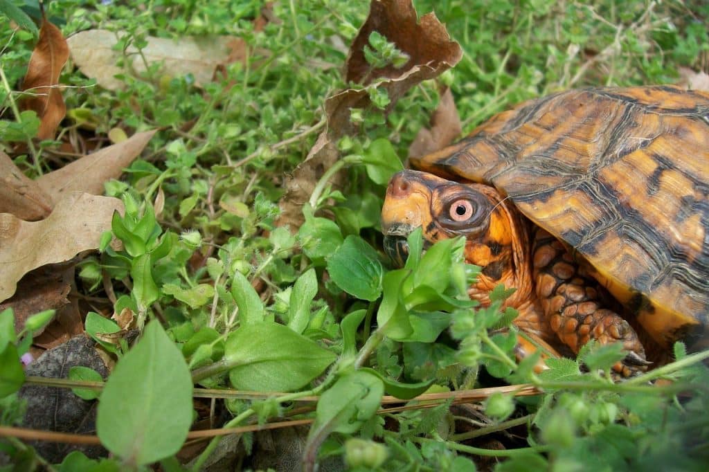 box turtle, spring, outdoors