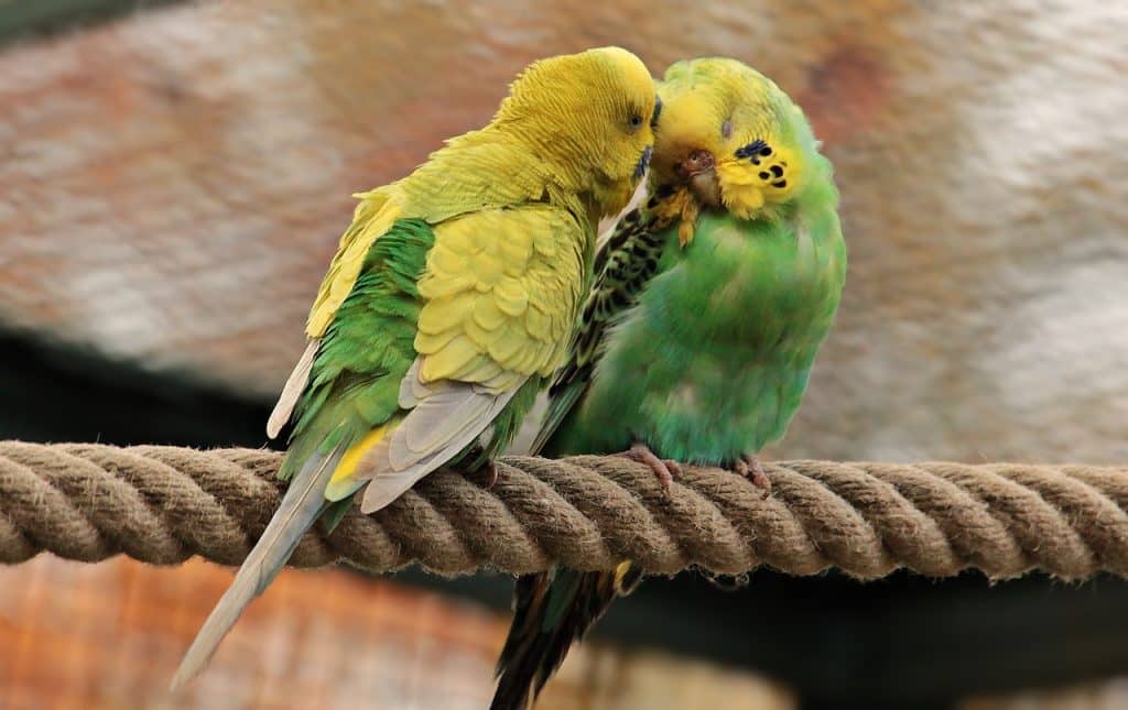 budgies, birds, green