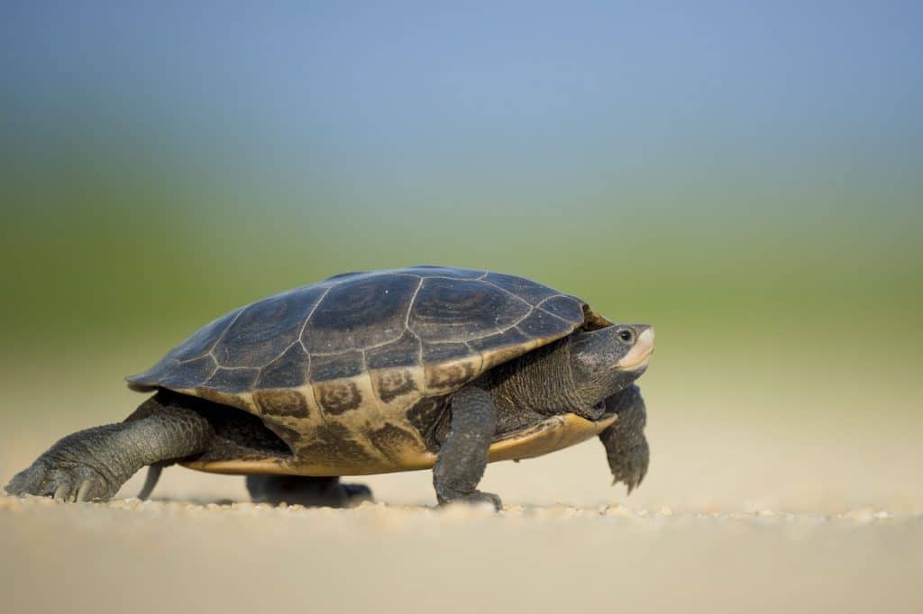 turtle, reptile, walk