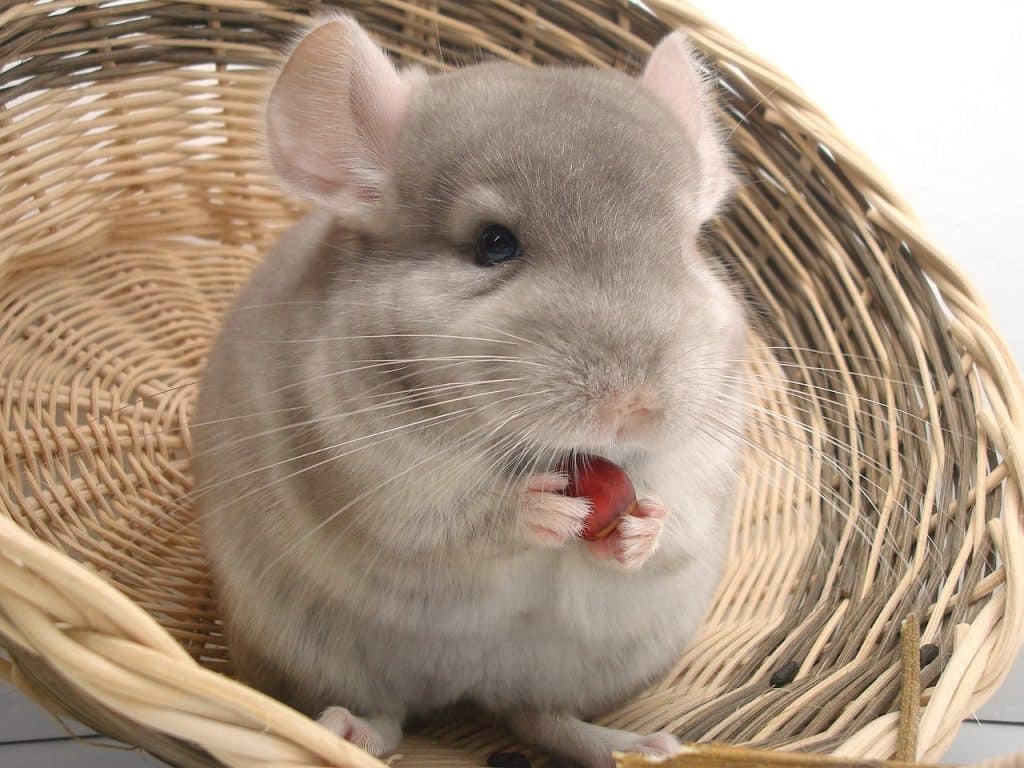 chinchilla, rodent, domestic animal